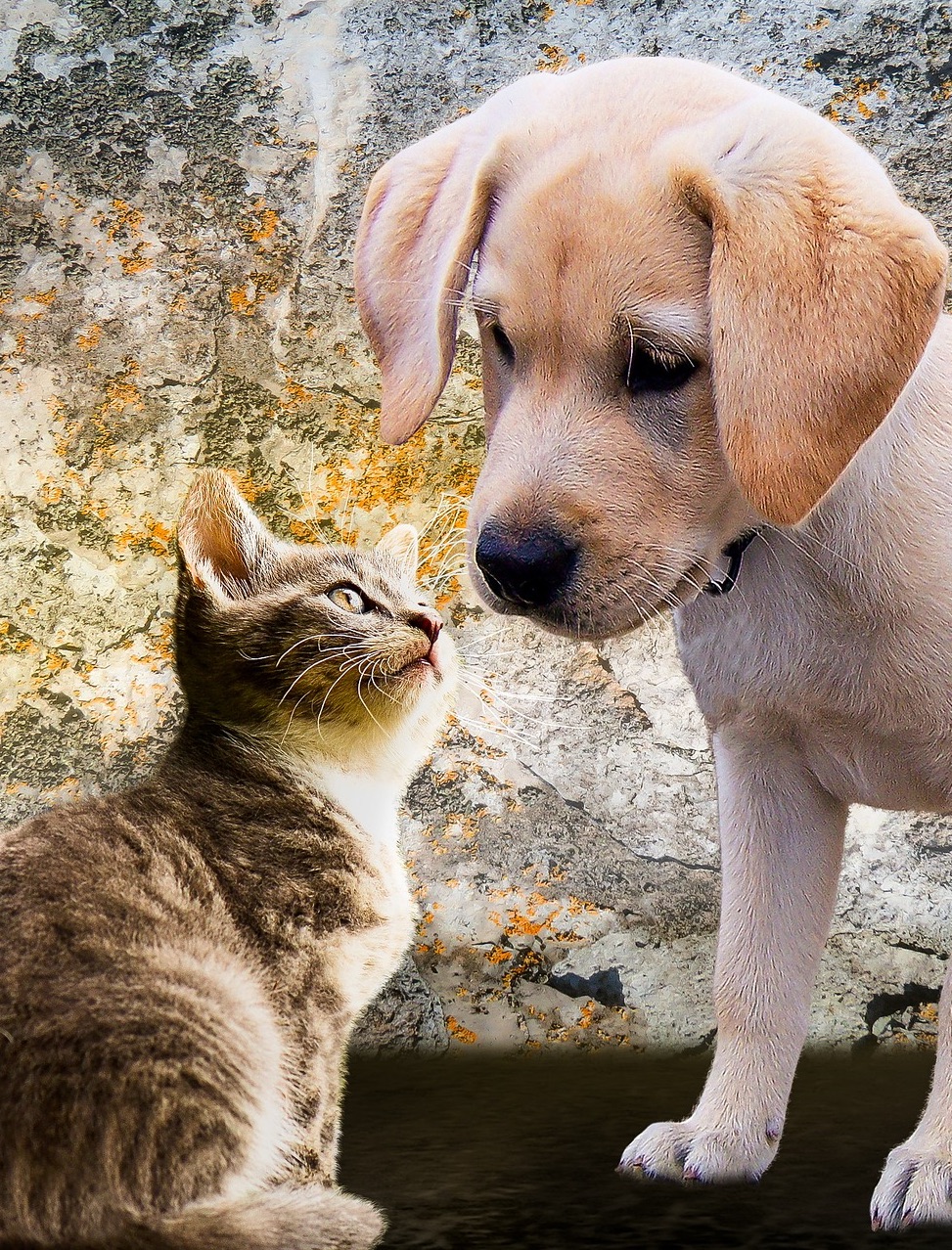 A kitten and puppy face to face